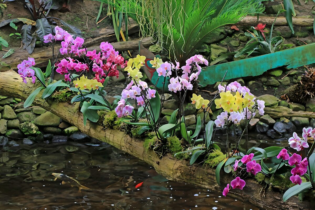 TPES11880: Orquídeas de colores sobre el estanque