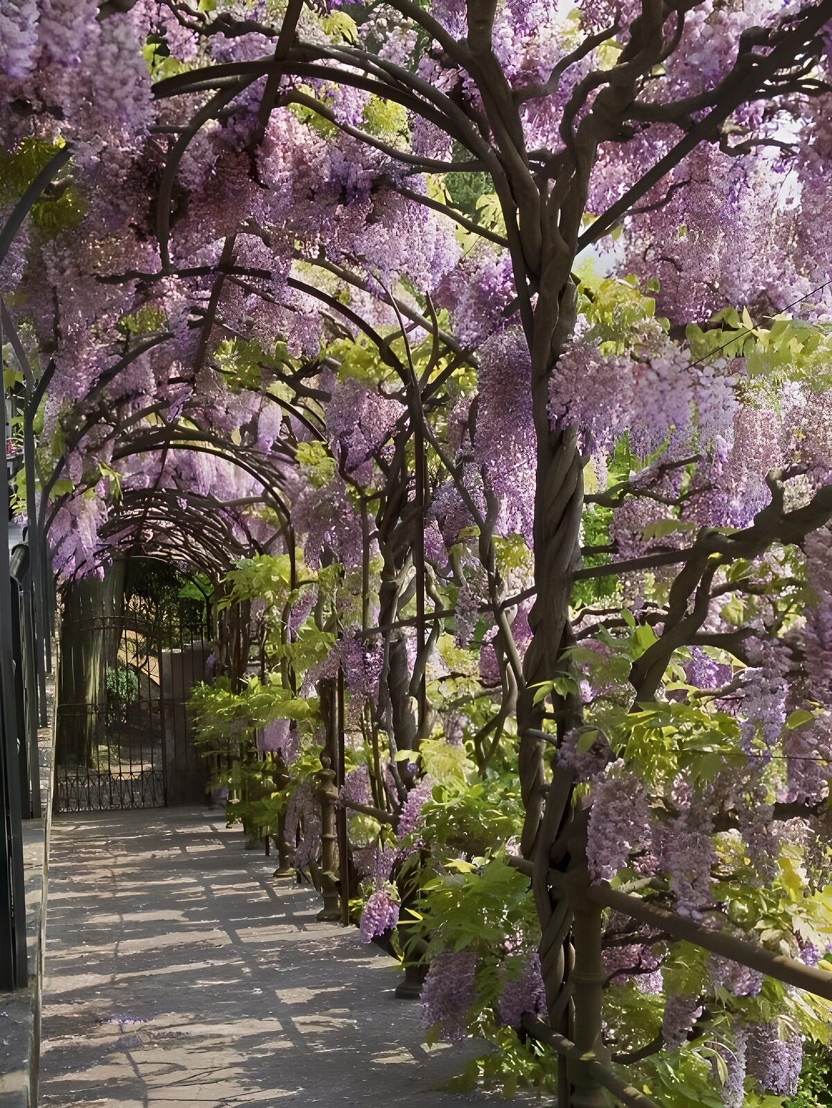 Sendero bajo arcos de glicinias en flor