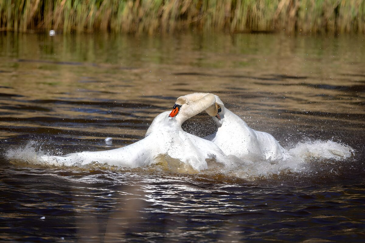 TPES46433: Dos cisnes entre salpicaduras