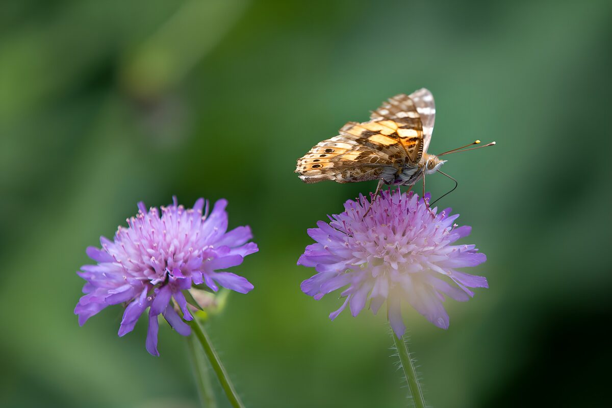 Mariposa en reposo sobre flores lilas
