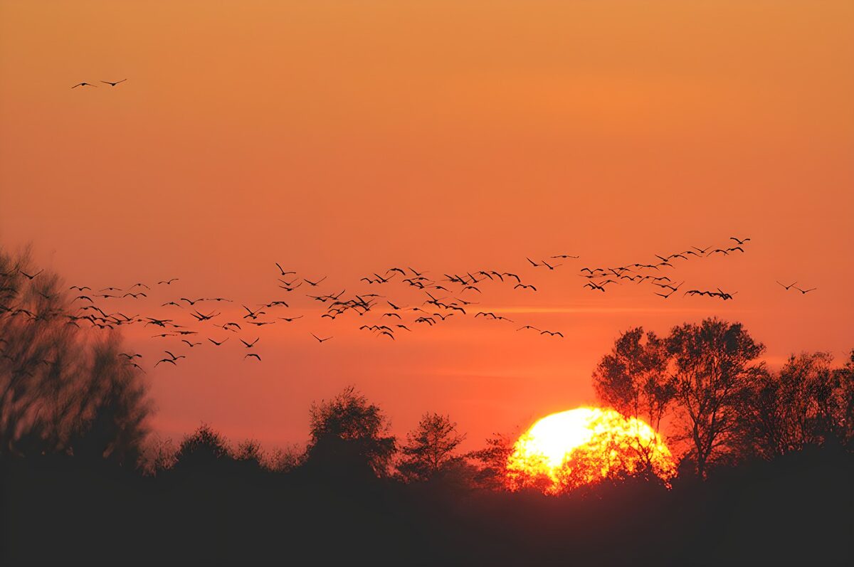 Bandada al atardecer sobre los árboles
