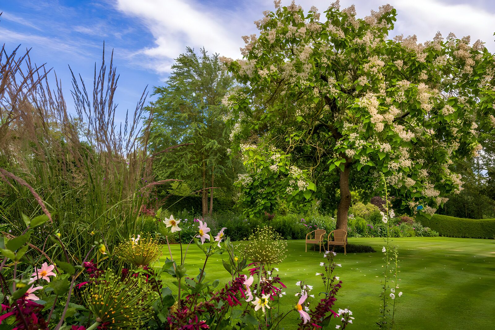 TPES66822: Árbol en flor sobre un césped soleado