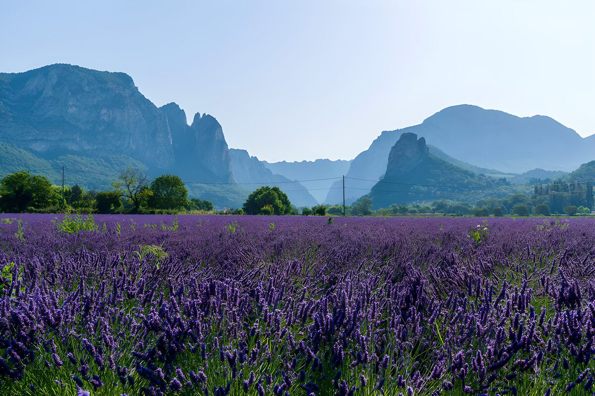 Campo de lavanda al pie de las montañas