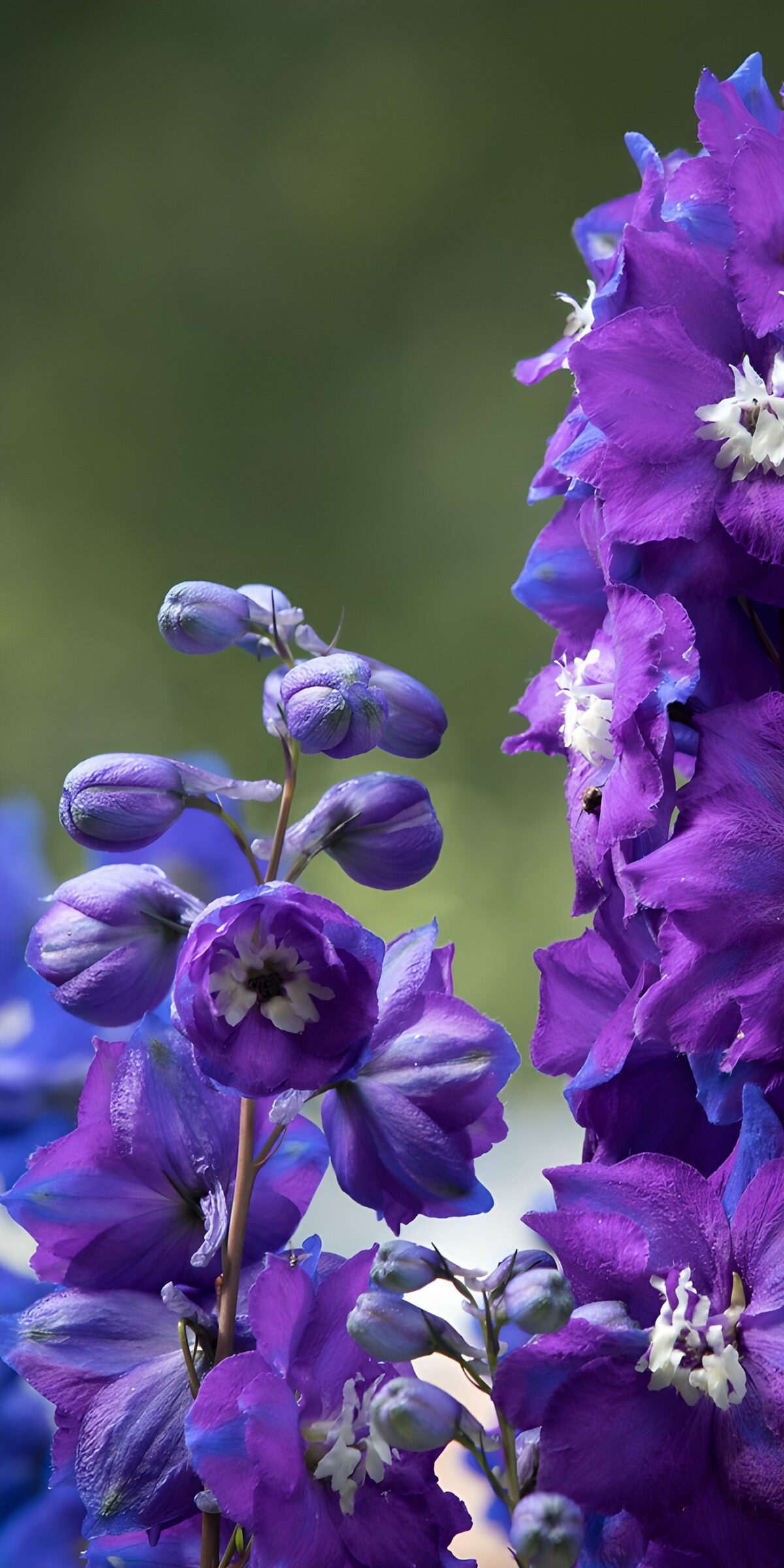 TPES88249: Espuelas de caballero en azul y violeta