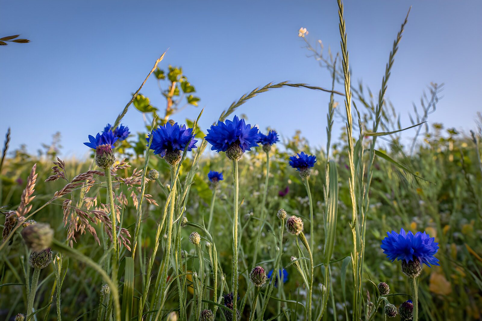 TPES67223: Acianos azules en un prado de verano