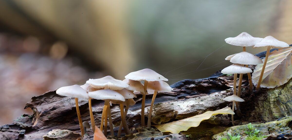Setas blancas sobre un tronco caído