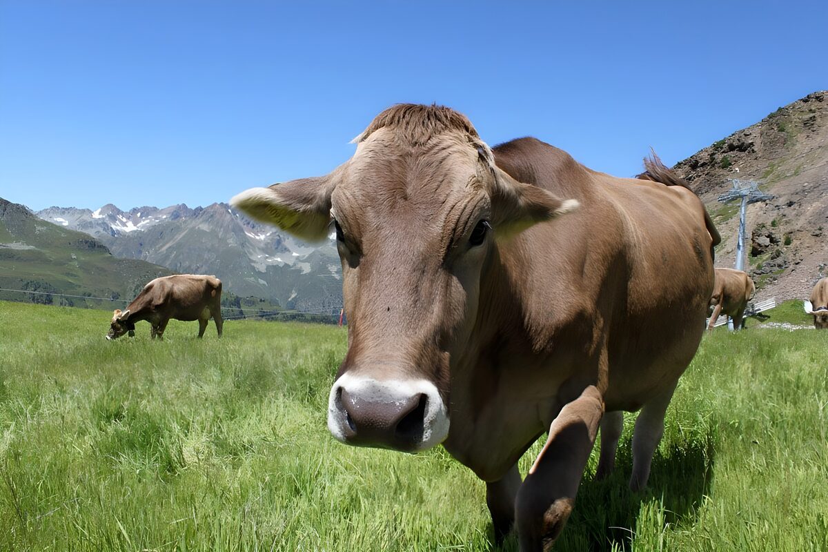 Vaca en primer plano en un prado de montaña