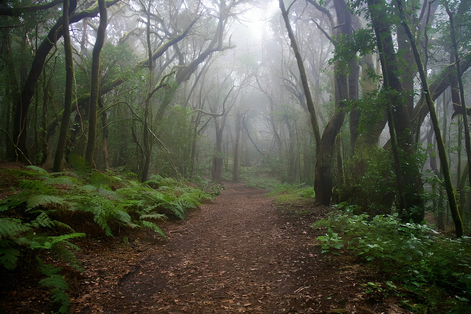 TPES98719: Sendero entre helechos y niebla