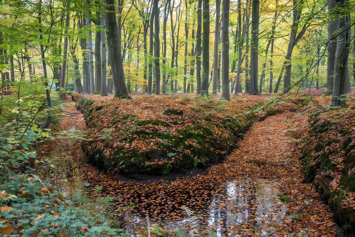 Arroyo entre musgo y hojas de otoño