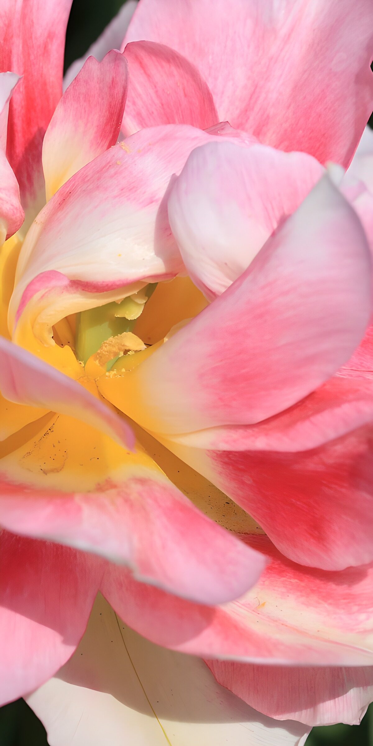 TPES36966: Flor rosa y crema en primer plano