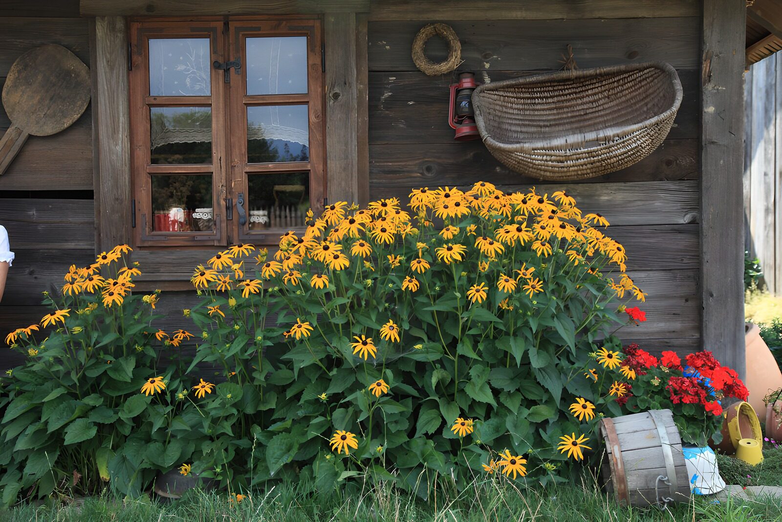 TPES49960: Flores amarillas junto a la casa de madera