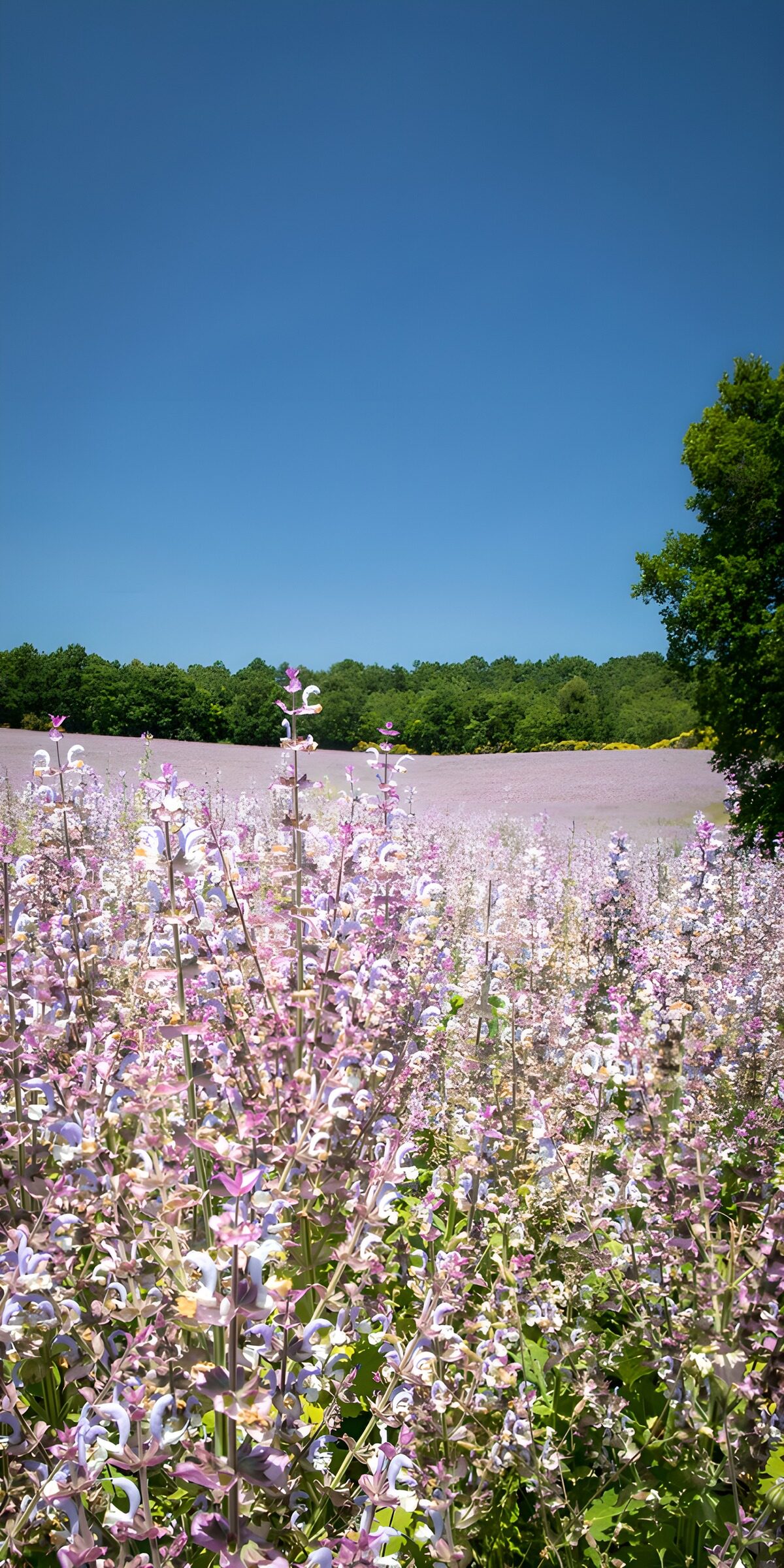 TPES34693: Campo de flores lilas bajo el cielo azul