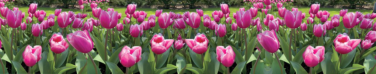 Macizo de tulipanes rosas al sol