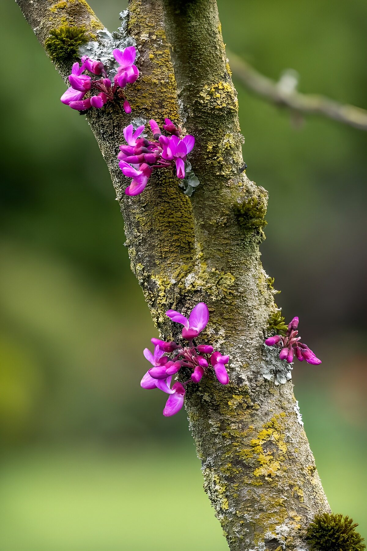 Flores rosas sobre un tronco con líquenes
