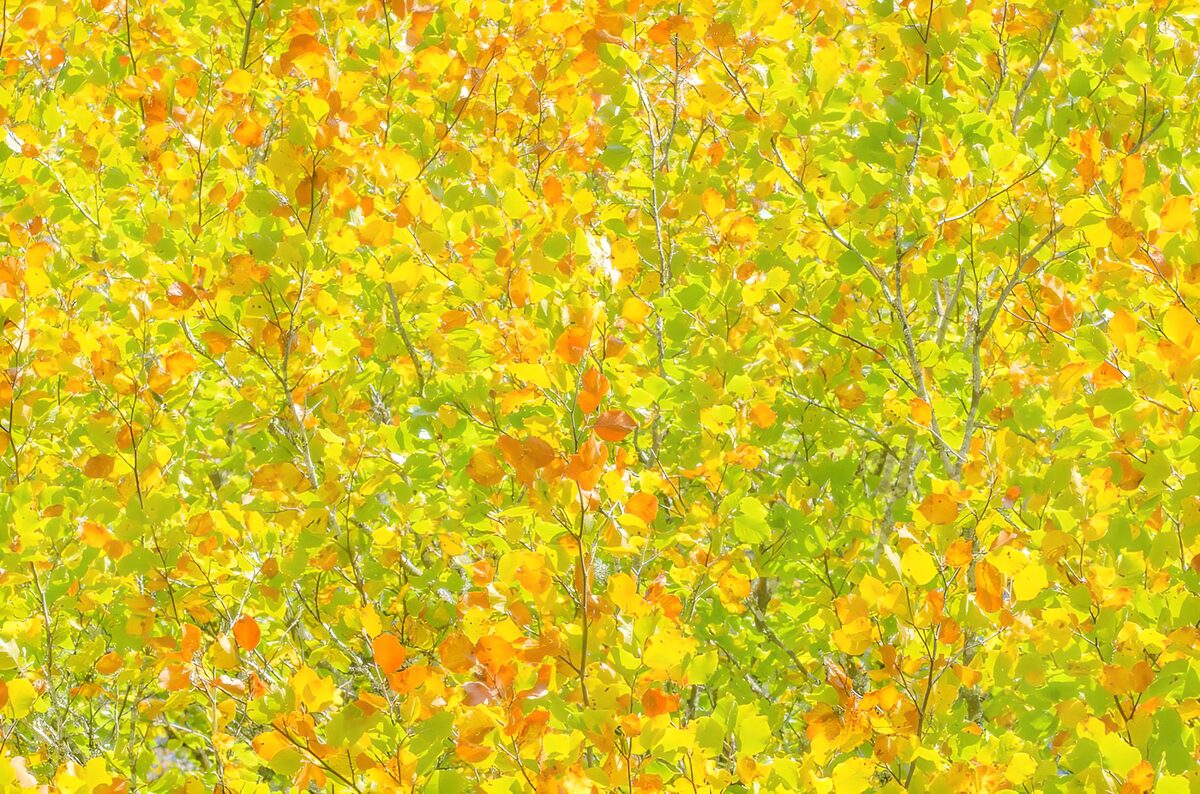El otoño enciende las ramas