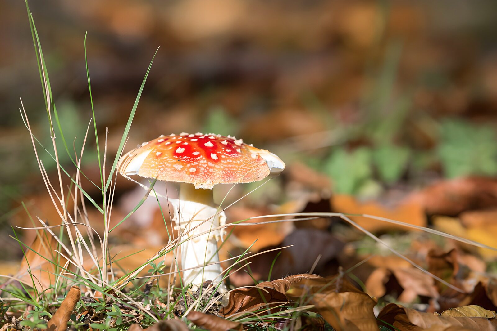 TPES33211: Amanita roja entre hojas de otoño
