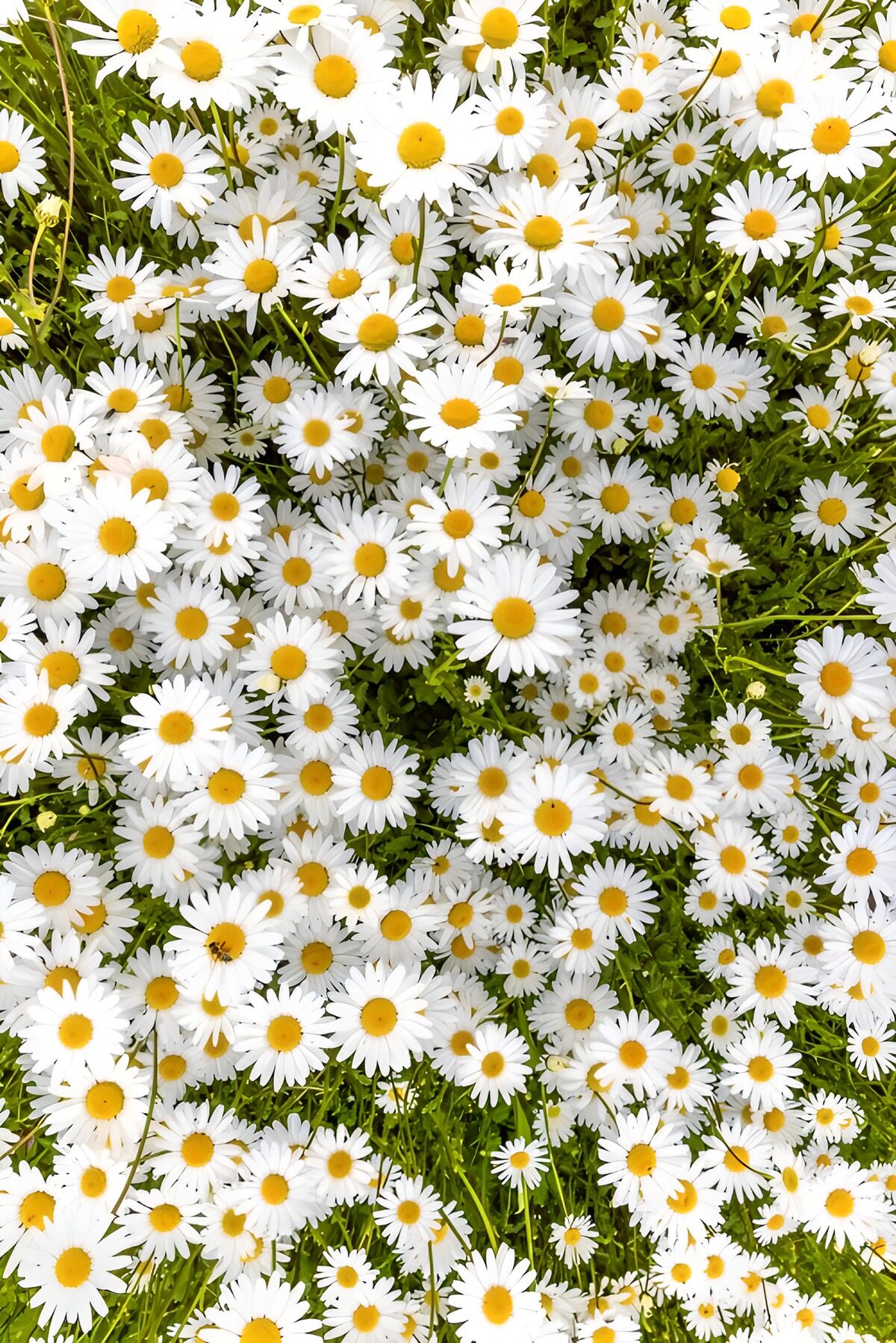 TPES67309: Margaritas blancas al sol