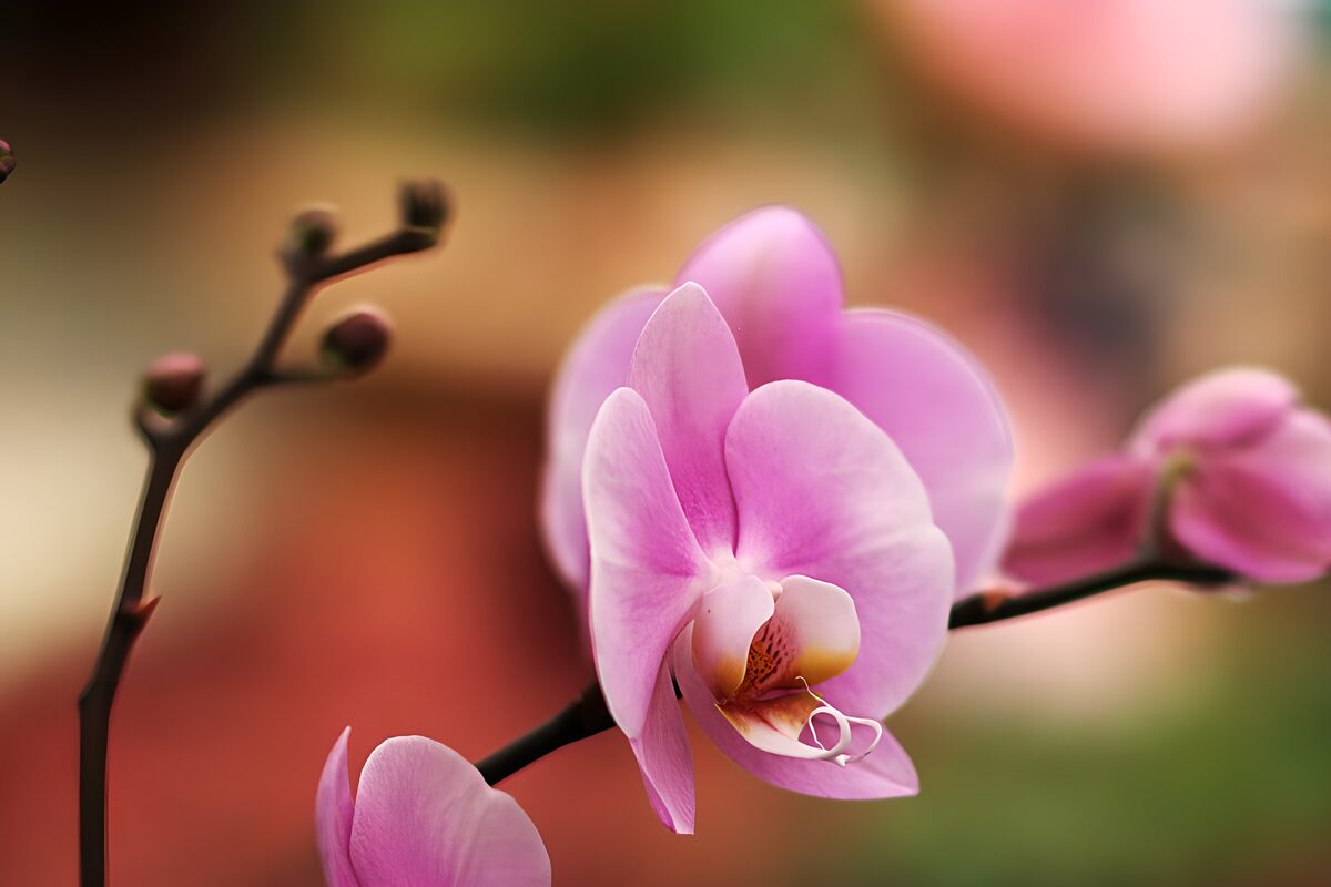 Orquídea rosa bajo una luz cálida