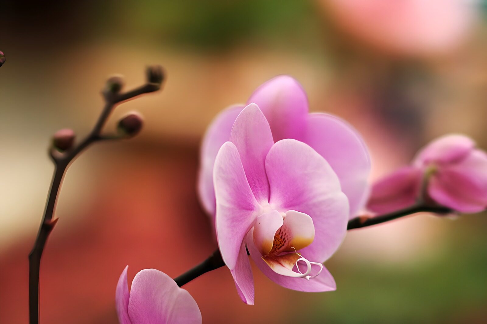 TPES68016: Orquídea rosa bajo una luz cálida