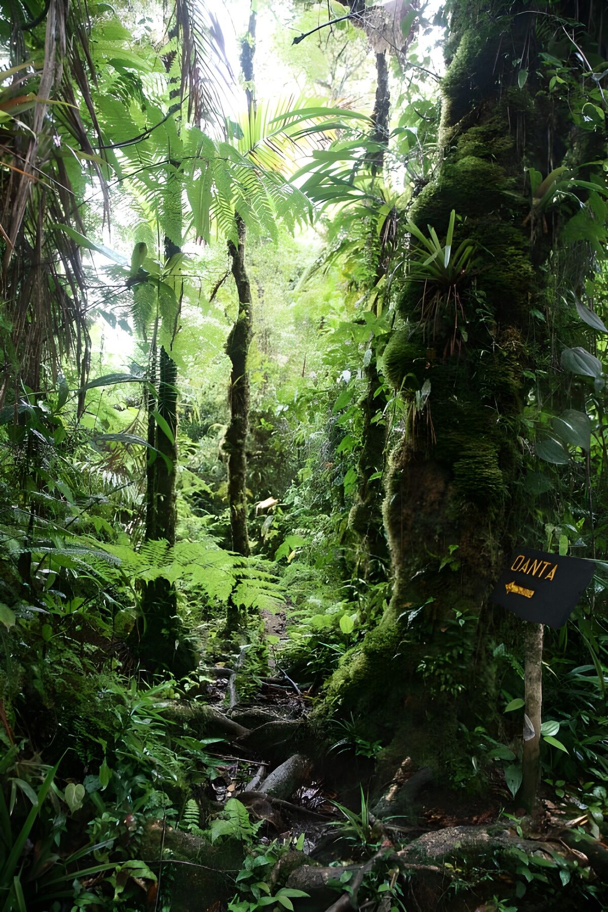Sendero entre helechos en la selva umbría