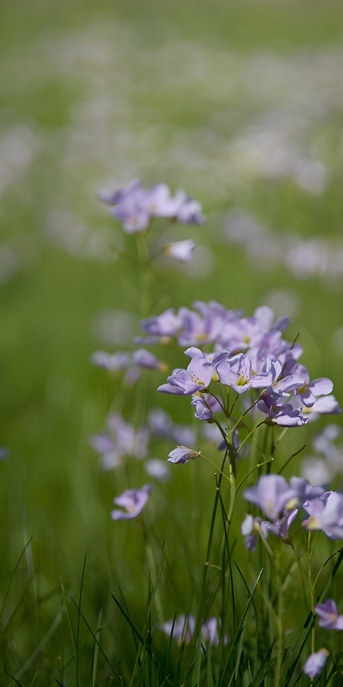 TPES76284: Flores lilas entre la hierba fresca