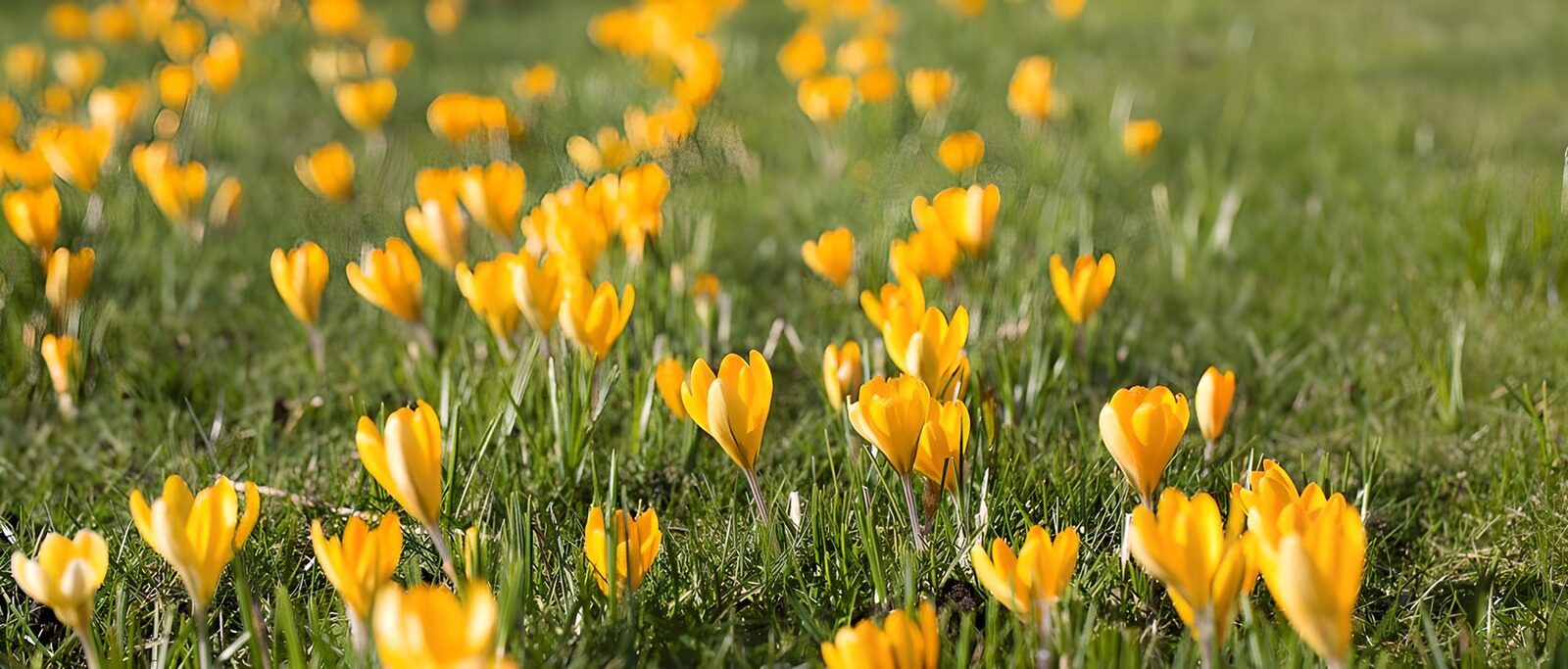 TPES55692: Crocus amarillos entre la hierba