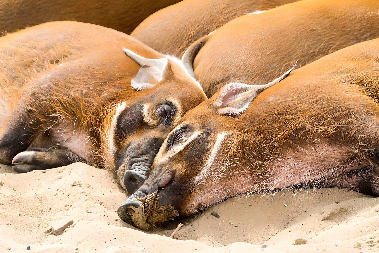 TPES58206: Cerdos rojizos dormidos en la arena