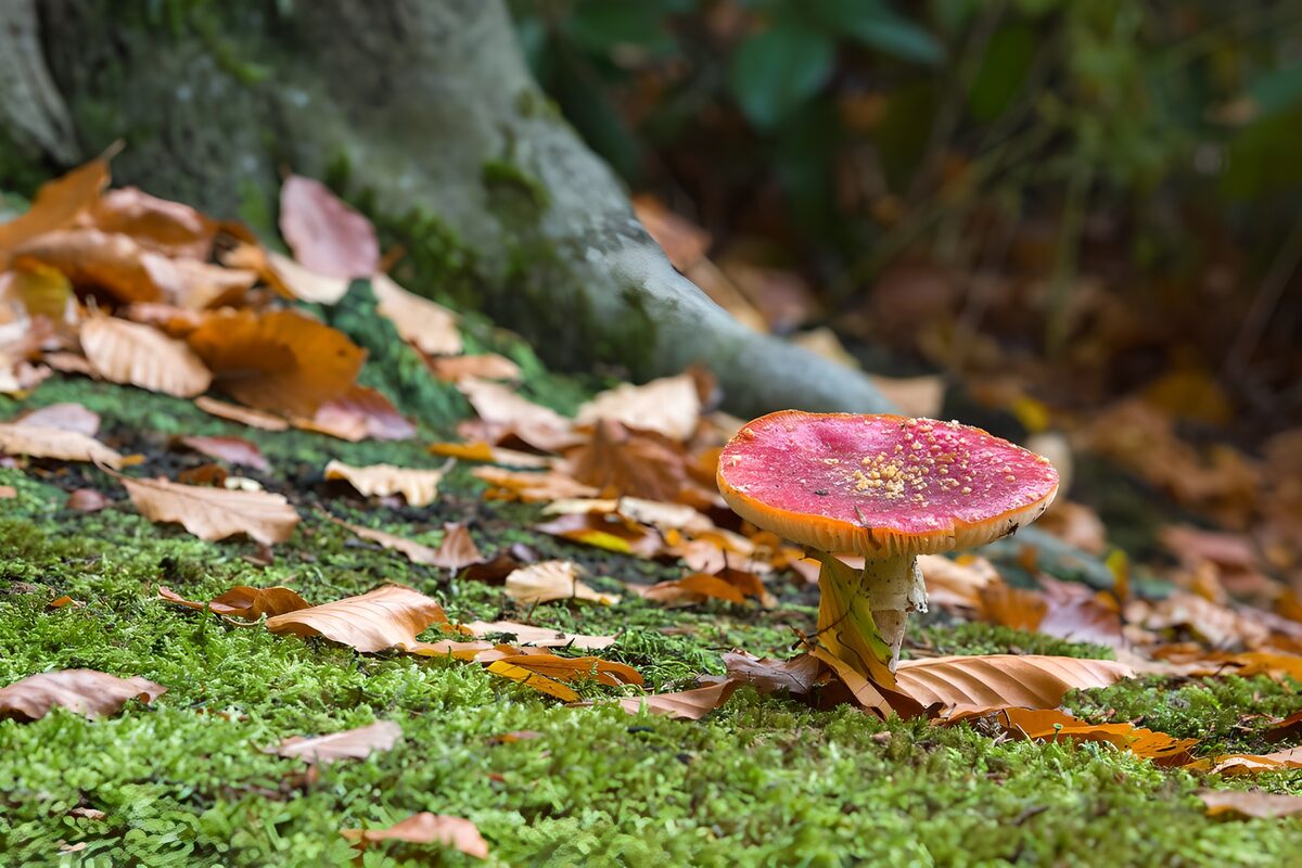 Seta roja en el silencio del bosque