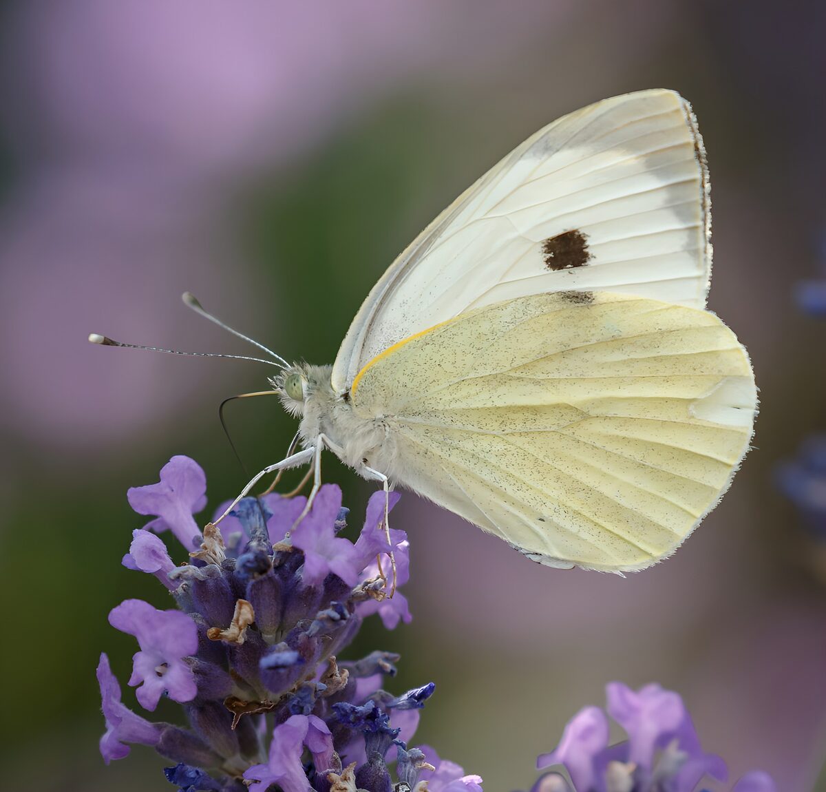Mariposa blanca sobre lavanda en calma