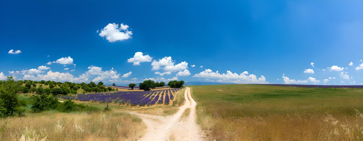 Camino de tierra junto a la lavanda