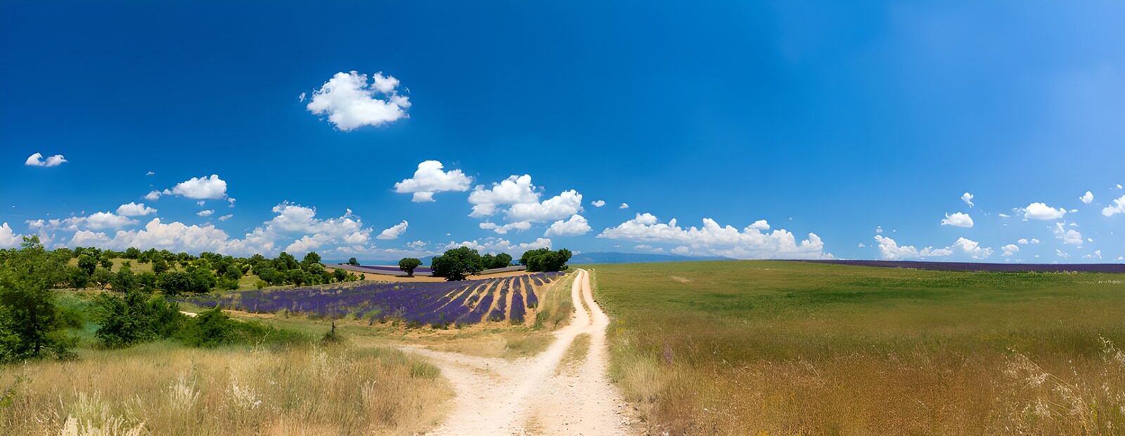 TPES95110: Camino de tierra junto a la lavanda