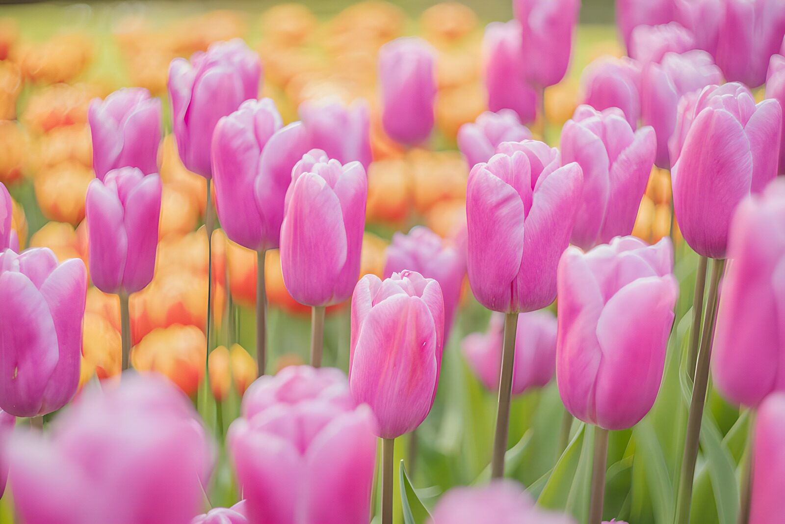 TPES43266: La primavera se abre entre tulipanes rosas