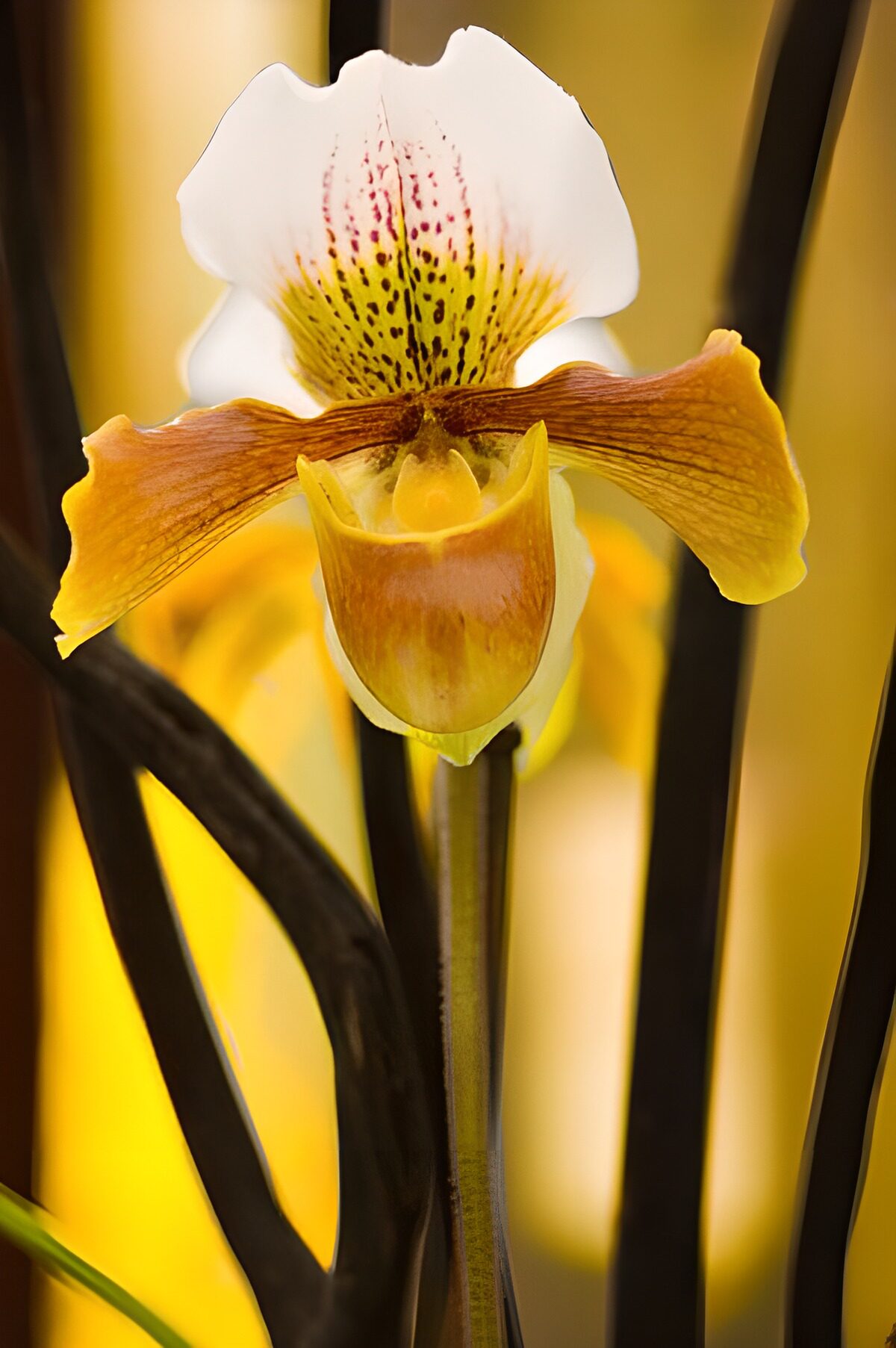 Orquídea amarilla sobre fondo dorado