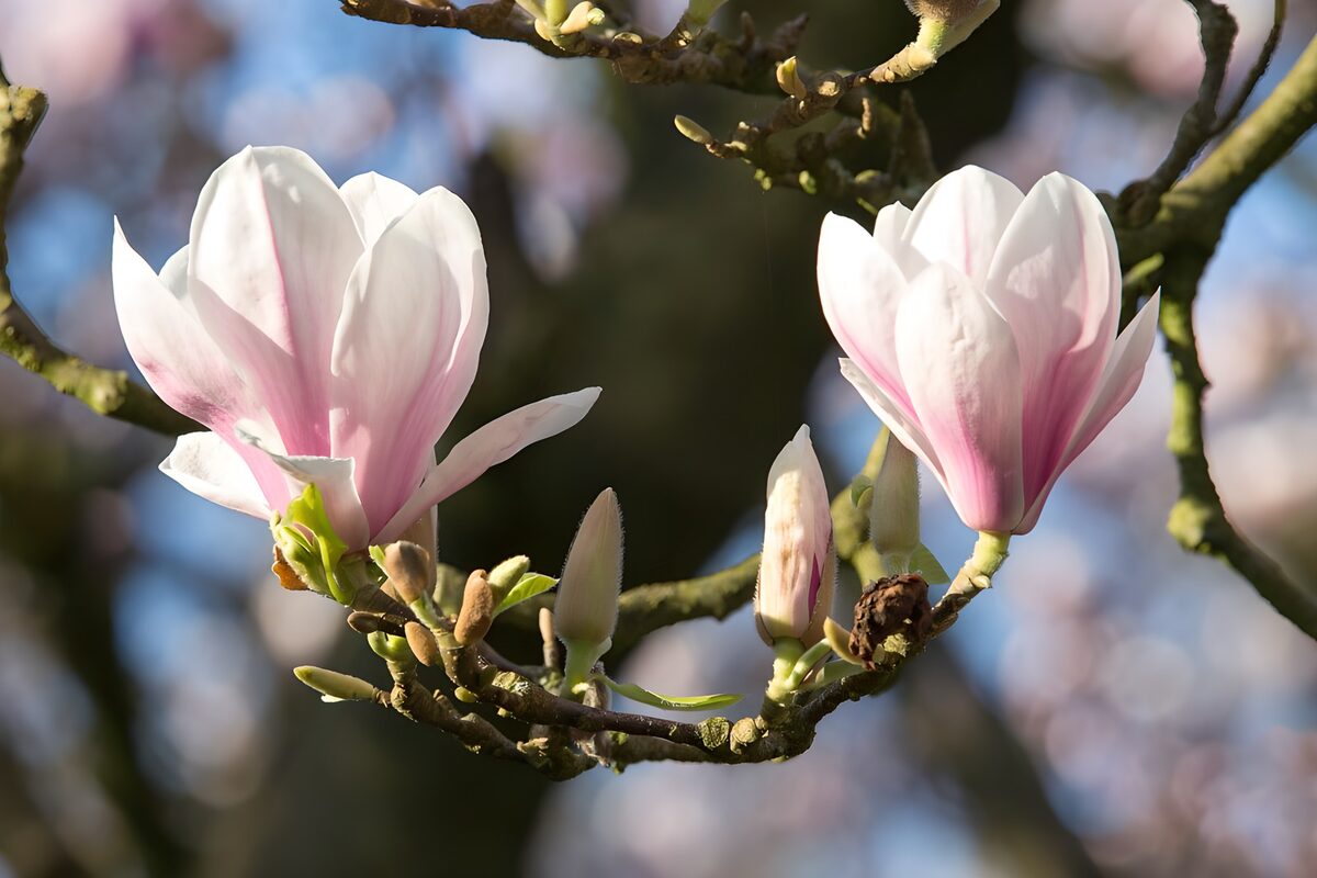 Dos magnolias blancas y rosas al sol