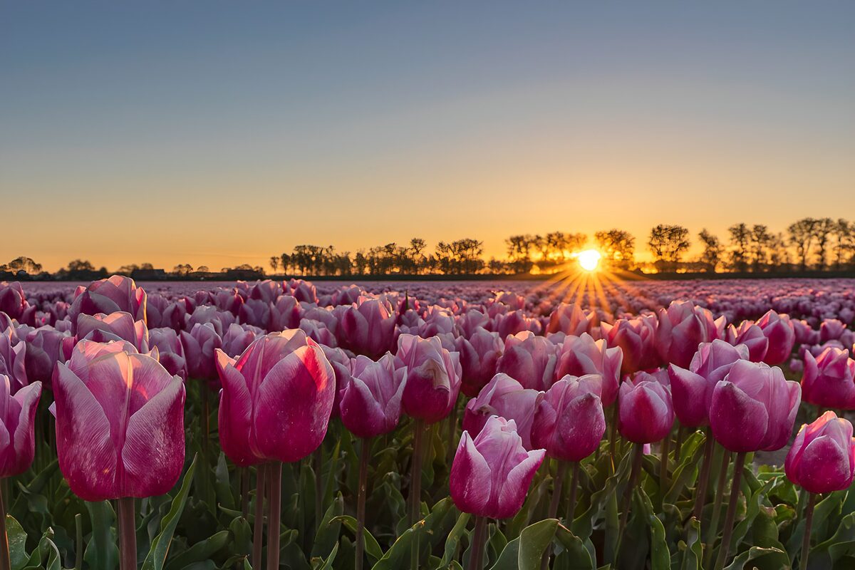 Un mar de tulipanes bajo el sol dorado