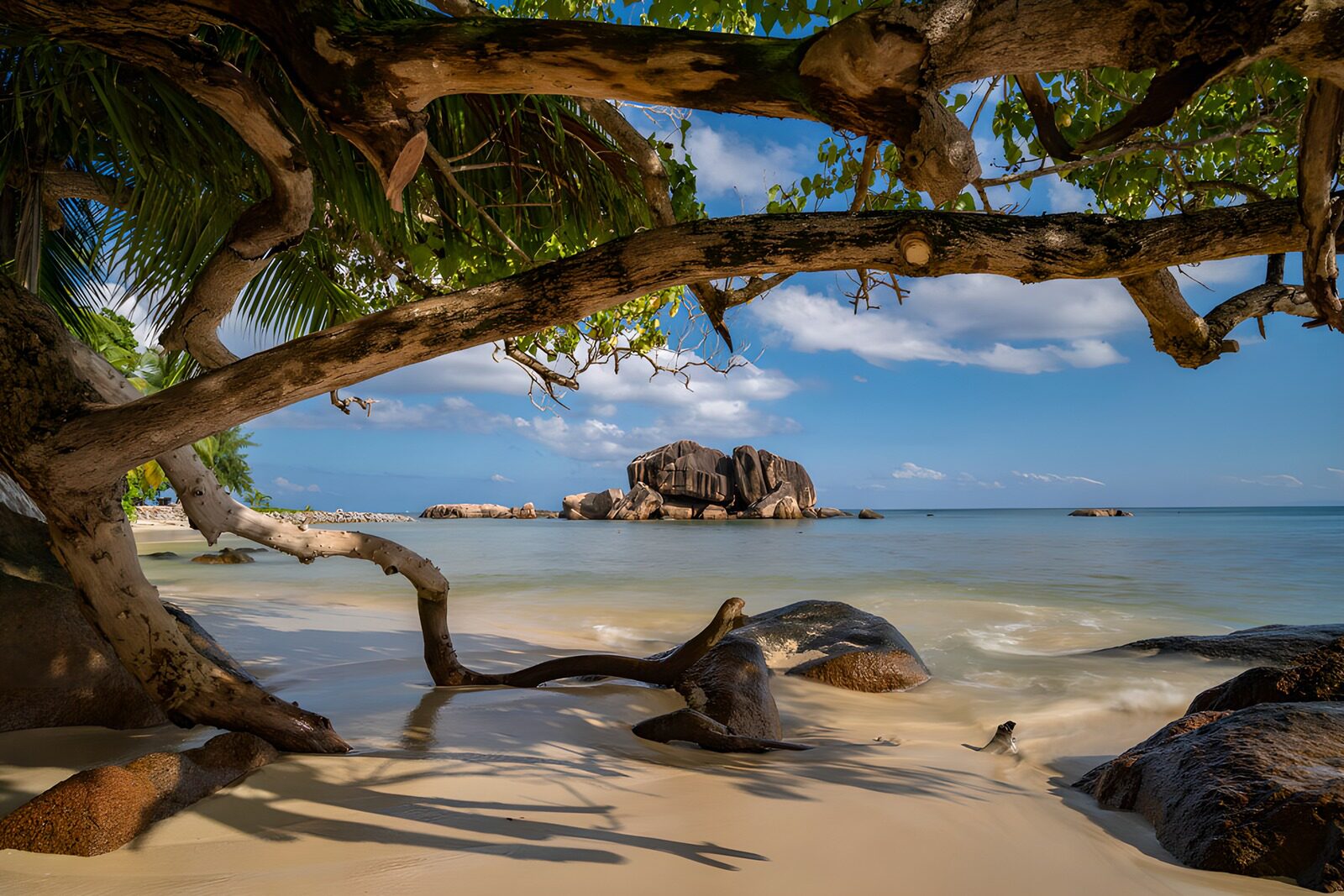 TPES74277: Playa tropical bajo un árbol