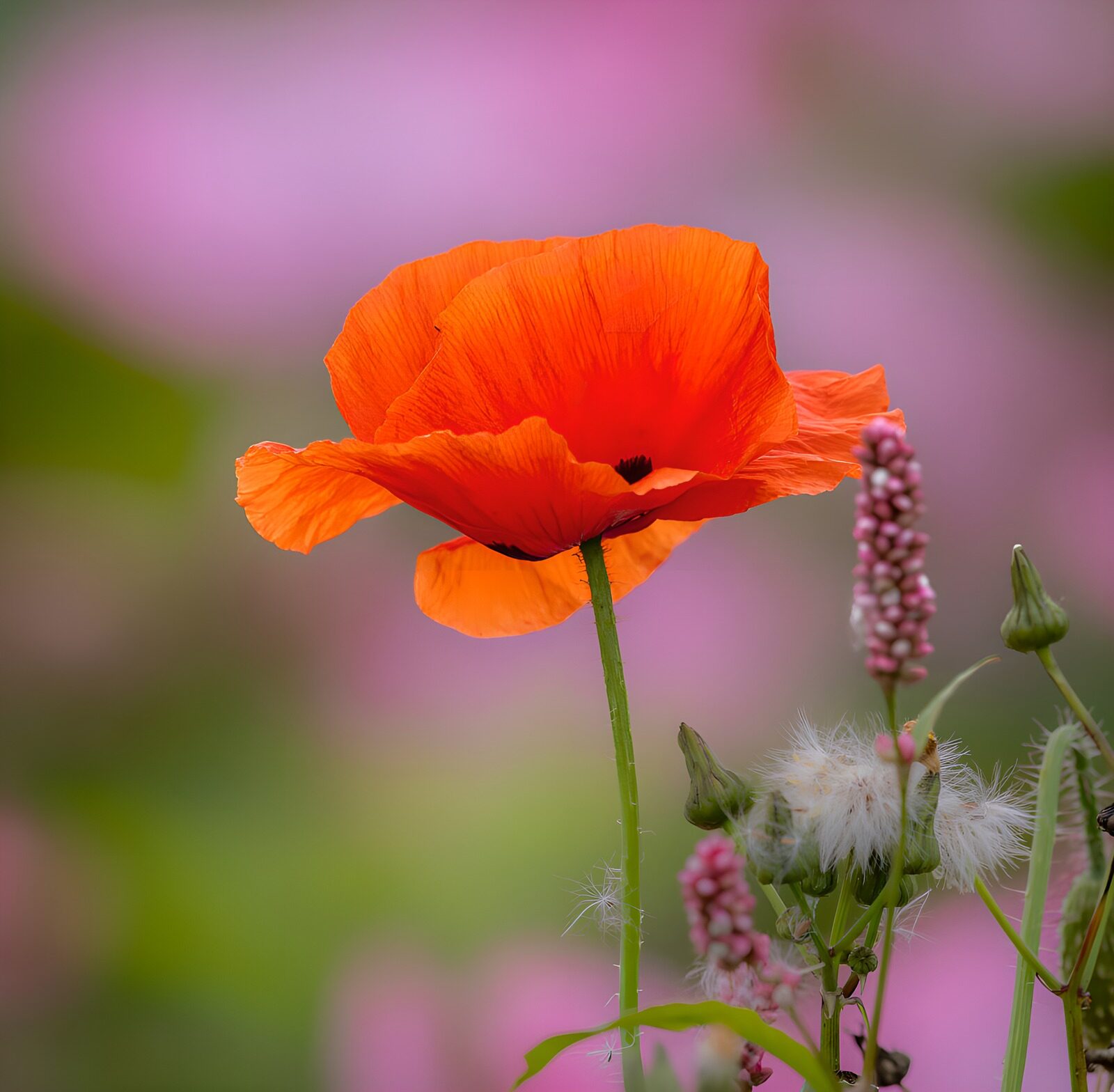 TPES13968: Amapola roja sobre un suave fondo malva