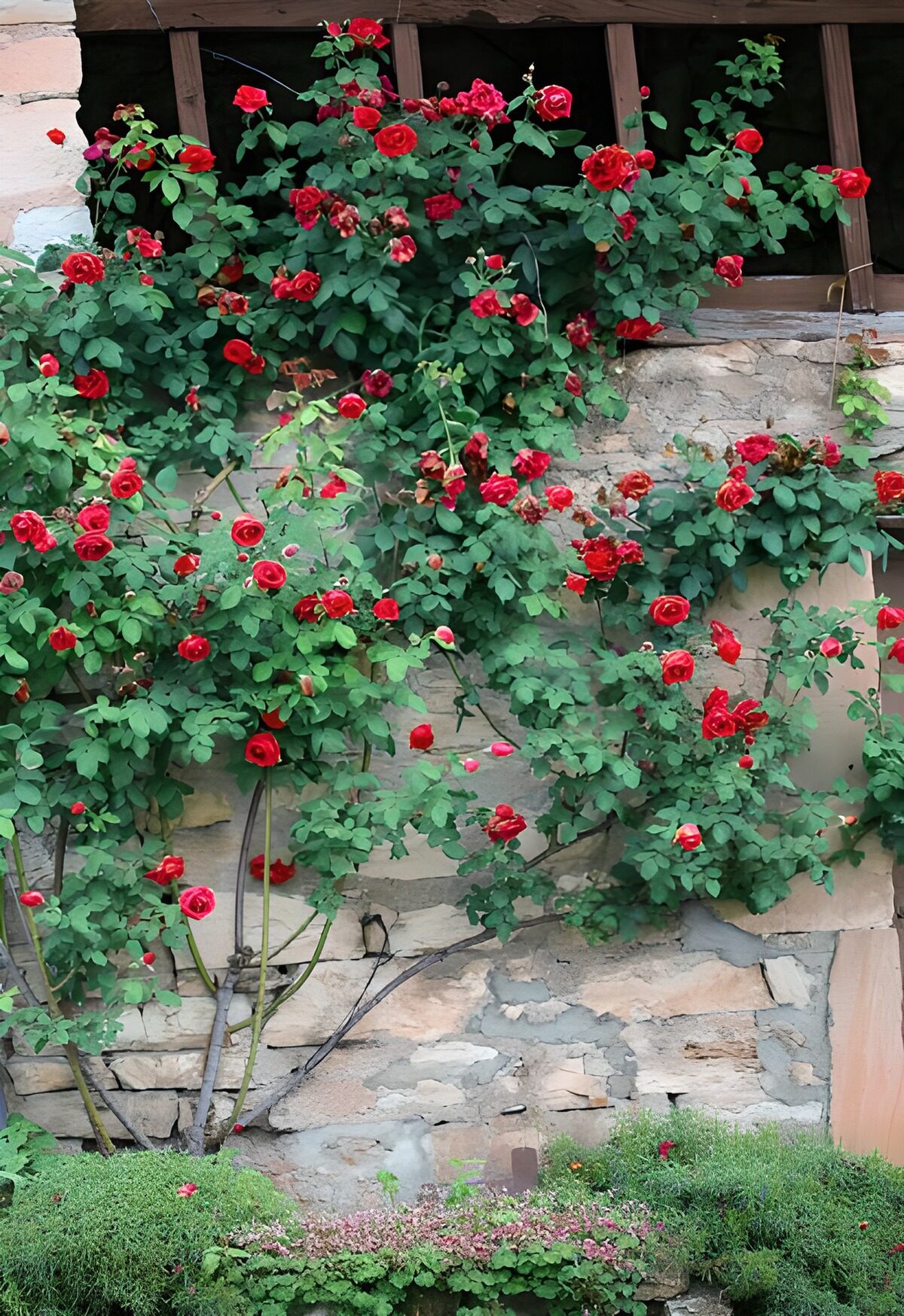TPES48272: Rosal rojo sobre piedra rústica