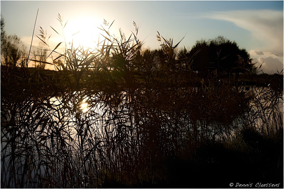 Juncos a contraluz al atardecer