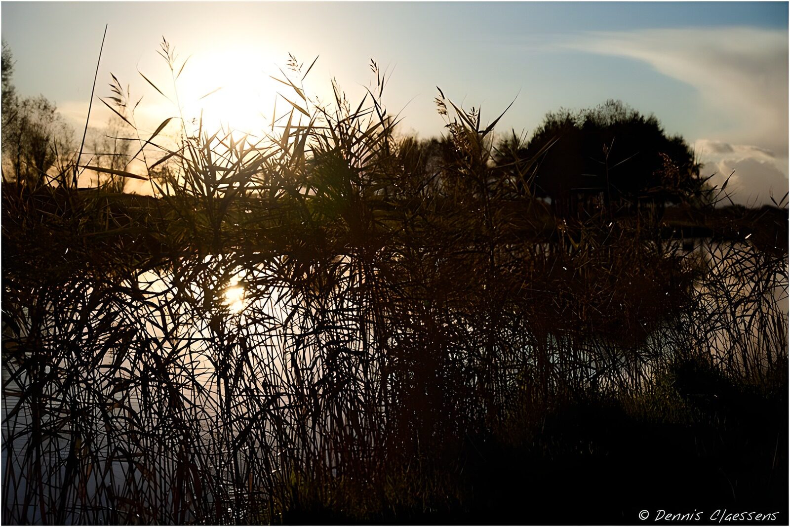TPES54506: Juncos a contraluz al atardecer