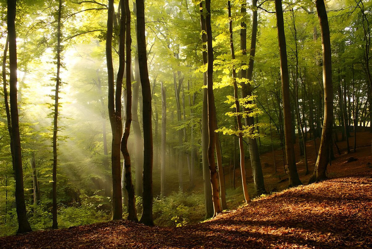 Bosques y parques