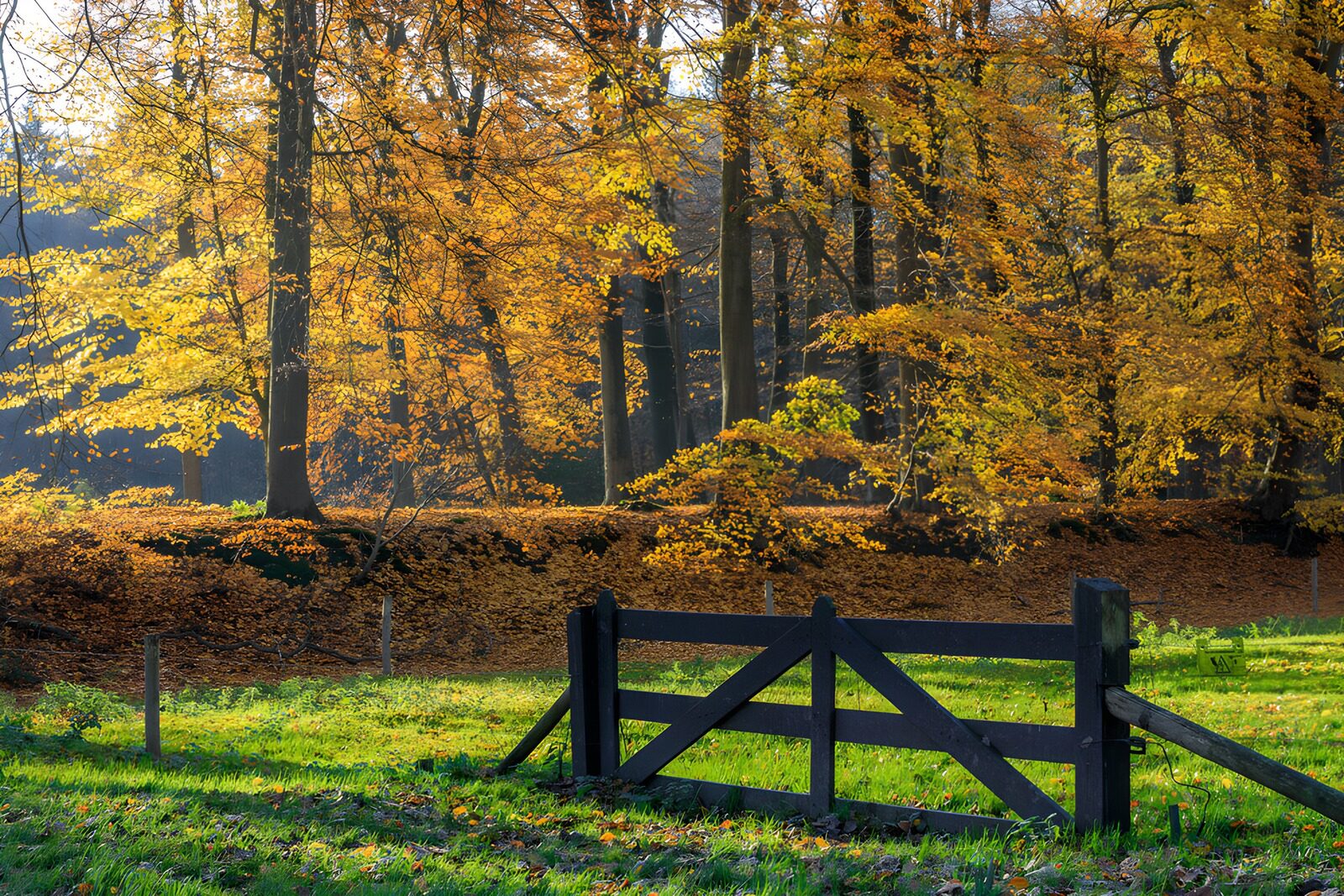 TPES73535: Portón de madera y bosque en otoño