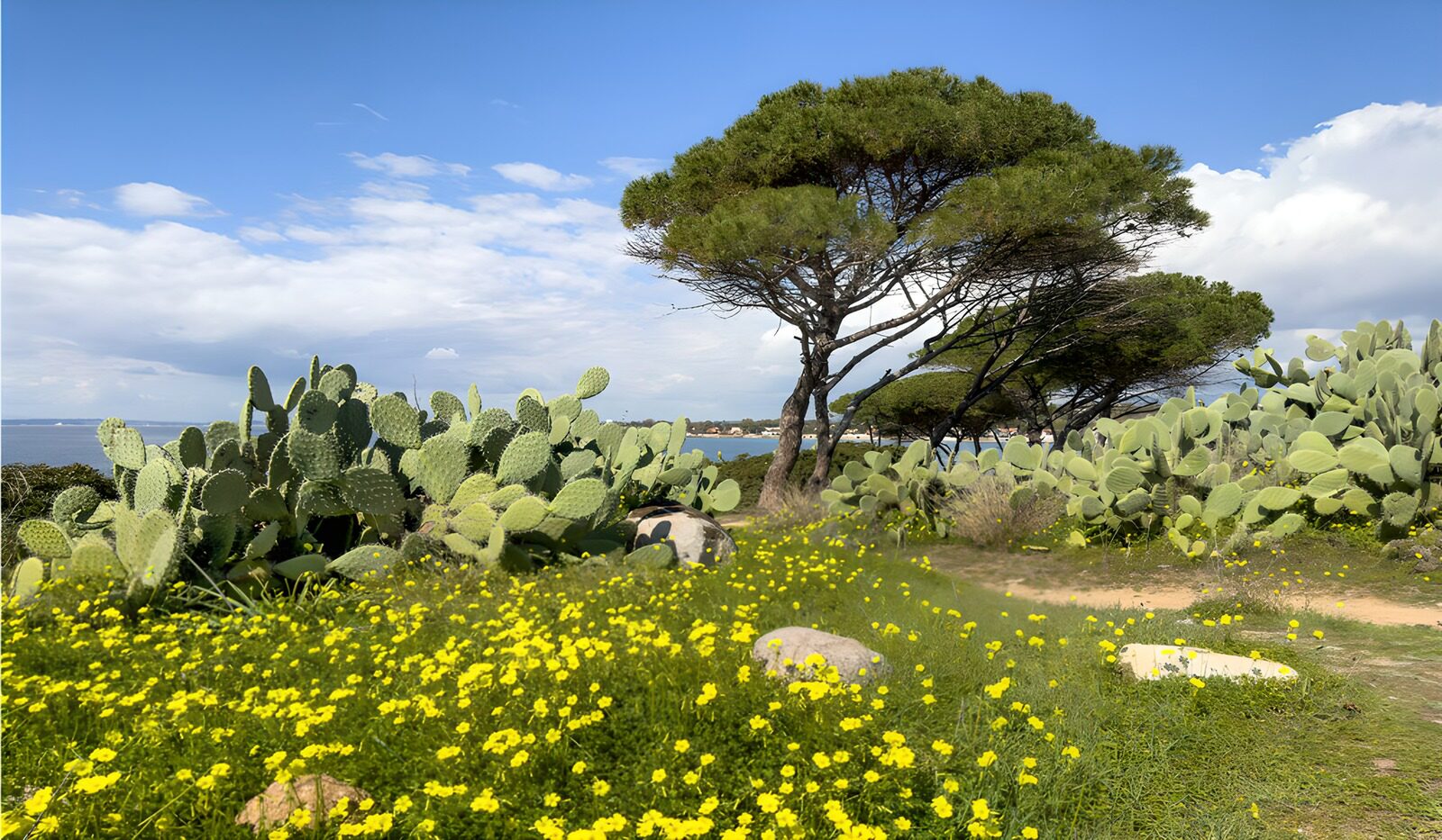 TPES24269: Pinos y chumberas al sol junto al mar