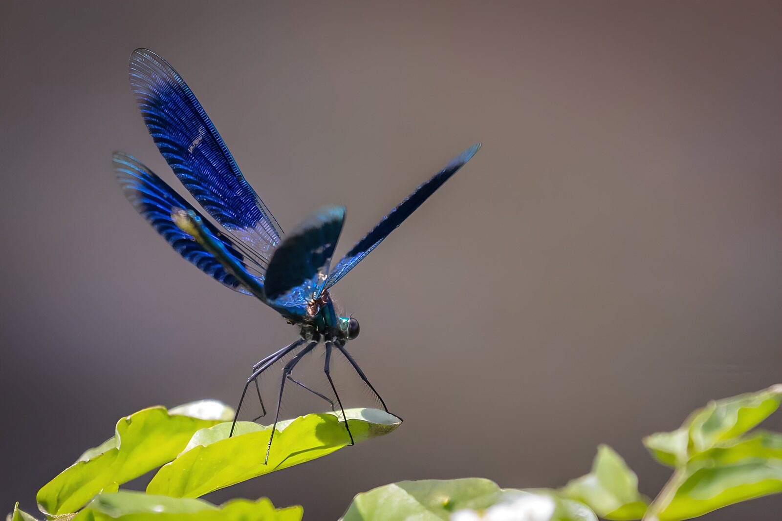 TPES17721: Libélula azul sobre una hoja al sol