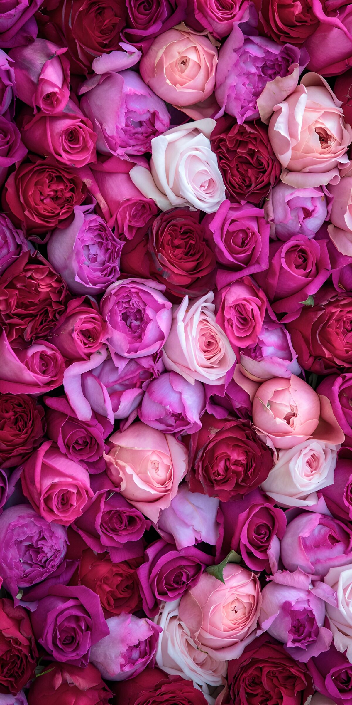 TPES85055: Rosas fucsias y blancas, puro romance