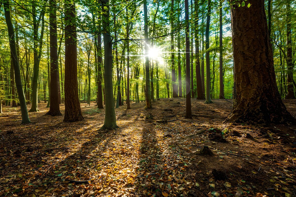 Bosque al sol con largas sombras