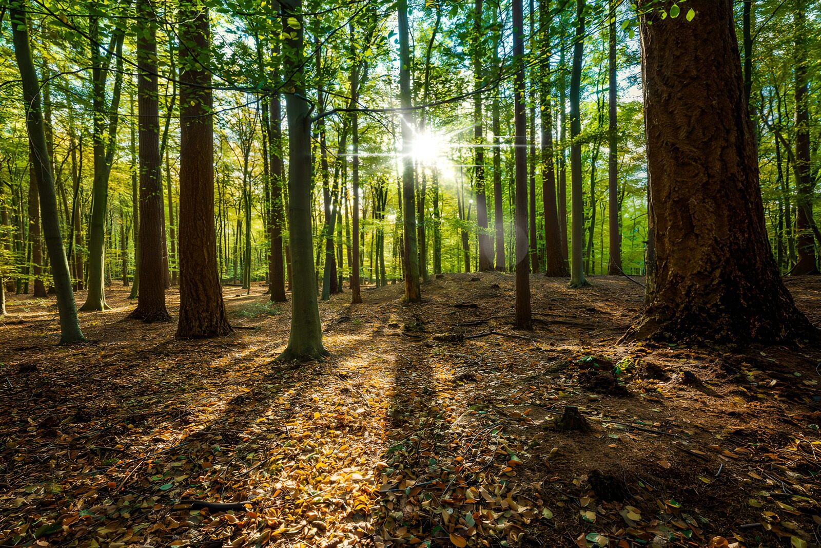 TPES78029: Bosque al sol con largas sombras