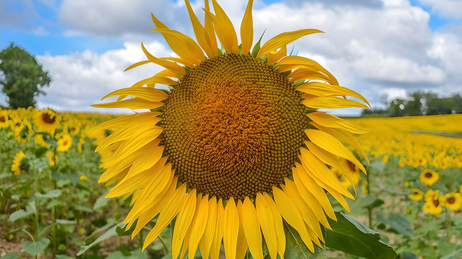 TPES41036: Girasol en primer plano bajo las nubes