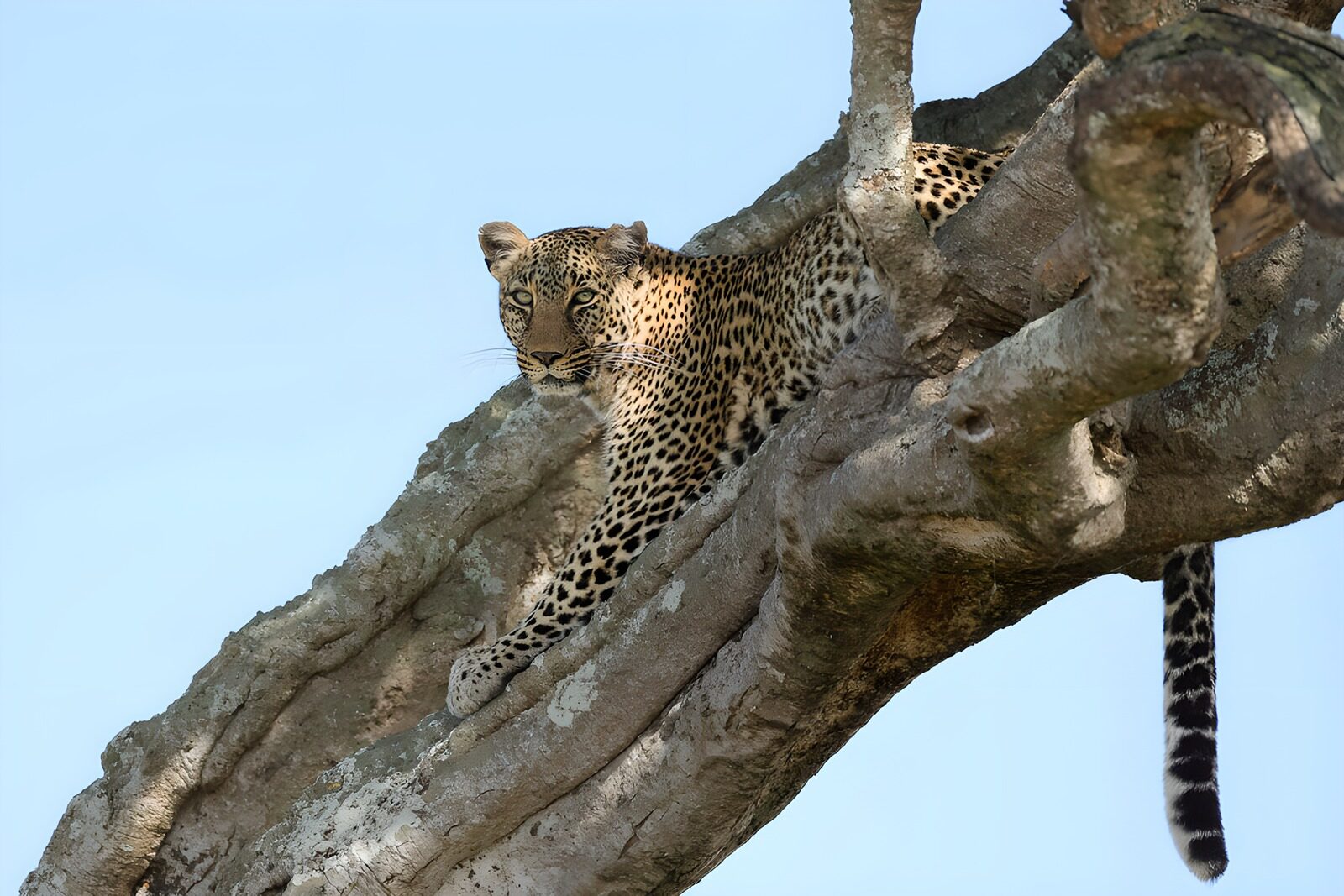 TPES39912: Leopardo en reposo sobre el árbol