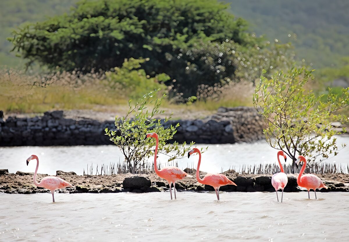 Cinco flamencos en una orilla tranquila